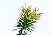 8 Capensia Bush, Artificial Plant by StarPlants