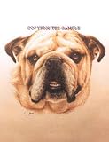 English Bulldog - Portrait by Cindy Farmer
