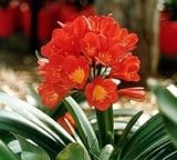Sahins Twins Clivia miniata 4 Seeds - Hard to Find
