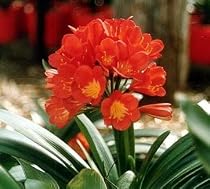 Sahins Twins Clivia miniata 4 Seeds - Hard to Find