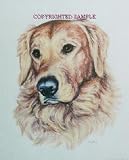 Golden Retriever - Portrait by Cindy Farmer