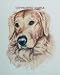 Golden Retriever - Portrait by Cindy Farmer