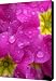 Raindrops on Pink Flowers Canvas Print / Canvas Art - Artist Carol Groenen