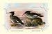 Art Poster, Auckland Island and Brazilian Mergansers - 27.5 x 18.75
