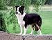 Border Collie Mouse Pad - Barbara Augello Collection