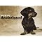 Dachshund Books for Kids (Young and Old!)