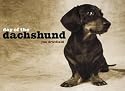 Day of the Dachshund