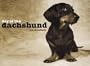 Day of the Dachshund
