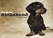   - Day of the Dachshund