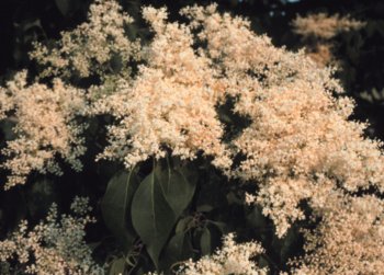 japanese lilac tree syringa reticulata 40 seeds  more detail click!