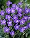 Geranium sylvaticum Amy Doncaster