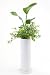 寄せ植え5 白陶器ポット入り: スリムな鉢にオーガスタをメインにゴッドセフィアナ、アイビーなどをアレンジしました。太陽の入るおしゃれなリビングなどに最適。濃いグリーンと白い斑入りの葉のコントラストが印象的!