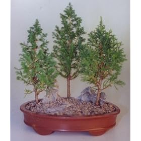 Bonsai Boy's Eastern White Cedar Bonsai Tree - 3 Tree Group(Chamecyparis Thoides Andelensis "little jaime")