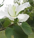 Eigenschaften tropical.garden  / Orchideenbaum - weiss - bauhinia alba 5K