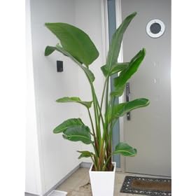 �y���������z�X�N�G�A���픫�d���ăI�[�K�X�^�^160~170cm