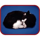 Perfect Petzz Black & White Kitten