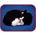 Perfect Petzz Black & White Kitten