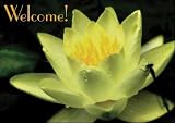 Postcards - Welcome Lotus - 50pk