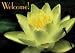 Postcards - Welcome Lotus - 50pk