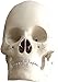 Herindera Human Skull 2 Parts RS.250.00