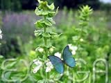Eigenschaften Exoga  / Thai Basilikum Ocimum basilicum Samen