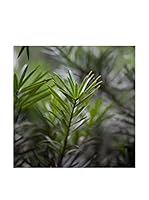 CM Creation Cuadro Decoplex 30X30 Plantas