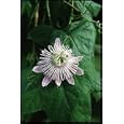 Love-In-Mist Passion Vine 10 Seeds - Passiflora foetida