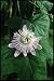 Love-In-Mist Passion Vine 10 Seeds - Passiflora foetida