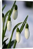 Canvas Prints of Snowdrops - after a modest fall of snow from Ardea Wildlife Pets