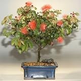 Bonsai Boy's Flowering Powder Puff <br><i>(Calliandra Haematocephala)</i>