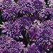 Purple Cushion Mums - Plants