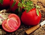 Farm Fresh Big Juicy Tomatoes, 8-pack