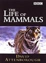 Life of Mammals [DVD] [2002]