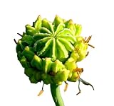 41CETdm4uXL. SL160  250 Poppy Flower Seeds. Papaver Somniferum. Hens Chicks Poppies.