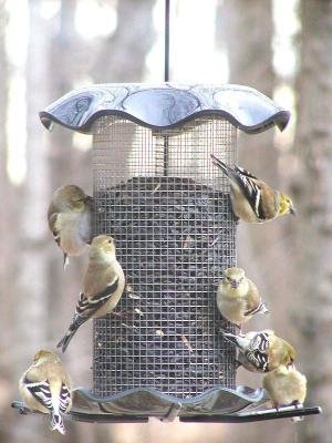 3 Quart Forever Feeder - Smokey