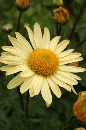 Pflanzenset: 3 x Dendranthema arcticum 'Schwefelglanz' - Grönland-Margerite