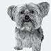 Yorkie Art Poster Print by Emily Burrowes, 12x12
