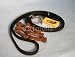 Wallmonkeys Peel and Stick Wall Decals - Dog Training Equipment - 24