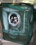 Green Kittywalk Cozy Cabin for Cats
