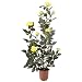 f-DECO ���[�Y�C�G���[ 90cm