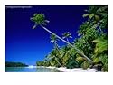 Palm Trees on Beach, Cook Islands Photographic Poster Print by Peter Hendrie, 40x30