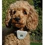 GOOD IDEA BARK CONTROL COLLAR(646)- TRAINING, OBEDIENCE.