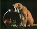 Cat Kitten Watching Gold Fish In Bowl 16x20 Art Print