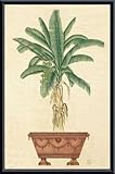 IMAGE OF Royal Palm II, Framed Art Print by Iksel