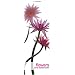 subkutans Geschenketipps f�r die Dame
