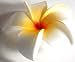 Tropical Flower Womens Hair Clip - (Various Colors), White