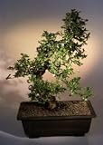 Fukien Tea Bonsai Tree .(ehretia microphylla)