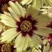 Coreopsis Redshift