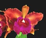 Lc S J Bracey 'Waiolani' AM/AOS(Bare root plant)