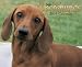 Book Just Dachshunds